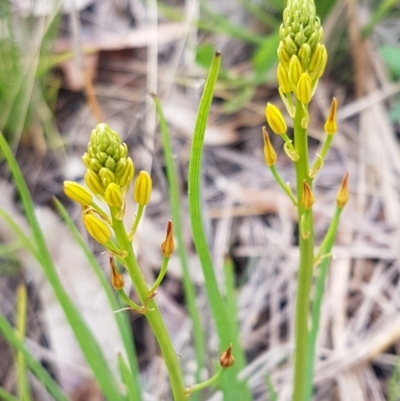 Bulbine bulbosa (Golden Lily) at Lyneham, ACT - 26 Oct 2020 by tpreston