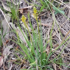 Bulbine bulbosa at Lyneham Wetland - 27 Oct 2020 09:39 AM