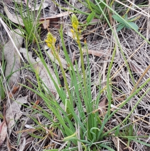 Bulbine bulbosa at Lyneham Wetland - 27 Oct 2020 09:39 AM