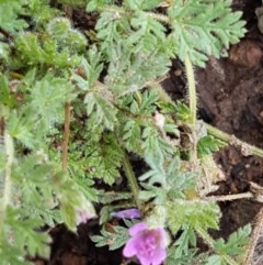 Erodium cicutarium (Common Storksbill, Common Crowfoot) at Lyneham, ACT - 26 Oct 2020 by tpreston