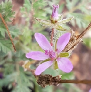 Erodium cicutarium at Lyneham, ACT - 27 Oct 2020