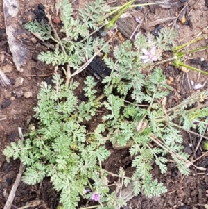 Erodium cicutarium at Lyneham, ACT - 27 Oct 2020