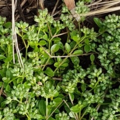 Polycarpon tetraphyllum (Four-leaf Allseed) at Lyneham, ACT - 26 Oct 2020 by tpreston