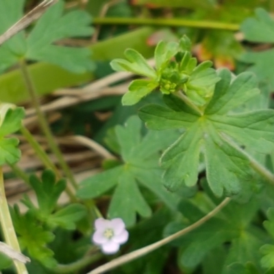 Geranium solanderi var. solanderi (Native Geranium) at City Renewal Authority Area - 27 Oct 2020 by trevorpreston