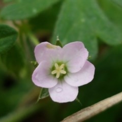 Geranium solanderi var. solanderi at Lyneham Wetland - 27 Oct 2020 09:42 AM