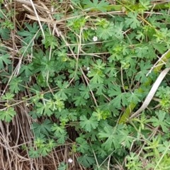 Geranium solanderi var. solanderi at Lyneham Wetland - 27 Oct 2020