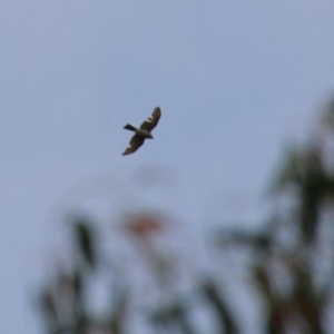 Accipiter cirrocephalus at Hughes, ACT - 27 Oct 2020