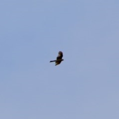 Accipiter cirrocephalus at Hughes, ACT - 27 Oct 2020