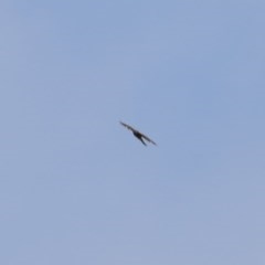 Accipiter cirrocephalus at Hughes, ACT - 27 Oct 2020