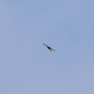 Accipiter cirrocephalus at Hughes, ACT - 27 Oct 2020