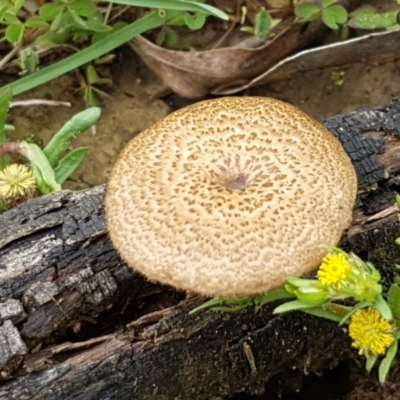 Lentinus arcularius (Fringed Polypore) at Aranda Bushland - 26 Oct 2020 by tpreston