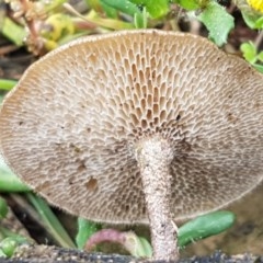 Lentinus arcularius at Holt, ACT - 27 Oct 2020