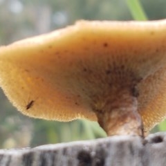 Lentinus arcularius at Holt, ACT - 27 Oct 2020