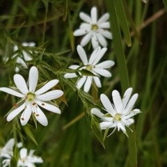 Stellaria pungens at Holt, ACT - 27 Oct 2020 10:29 AM