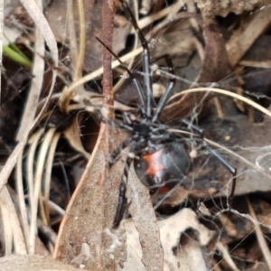 Latrodectus hasselti at Holt, ACT - 27 Oct 2020 10:40 AM