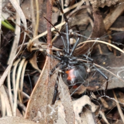 Latrodectus hasselti (Redback Spider) at Holt, ACT - 27 Oct 2020 by trevorpreston