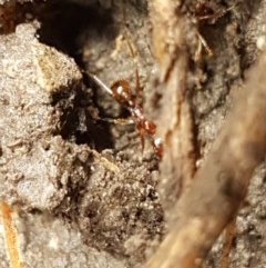 Aphaenogaster longiceps (Funnel ant) at Aranda Bushland - 26 Oct 2020 by trevorpreston