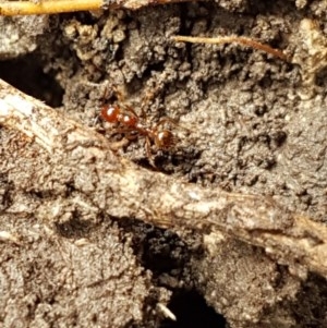 Aphaenogaster longiceps at Holt, ACT - 27 Oct 2020