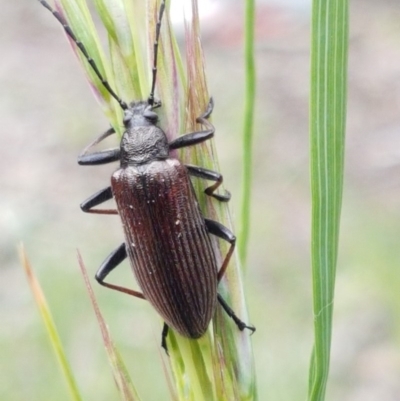 Homotrysis cisteloides (Darkling beetle) at Holt, ACT - 26 Oct 2020 by tpreston