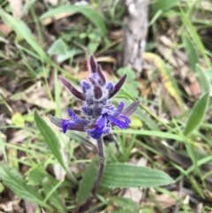 Ajuga australis (Austral Bugle) at Holt, ACT - 26 Oct 2020 by MattFox