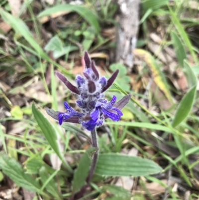 Ajuga australis (Austral Bugle) at Holt, ACT - 27 Oct 2020 by MattFox