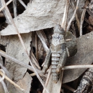 Pardillana limbata at Holt, ACT - 27 Oct 2020