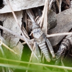 Pardillana limbata at Holt, ACT - 27 Oct 2020