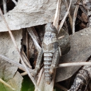 Pardillana limbata at Holt, ACT - 27 Oct 2020