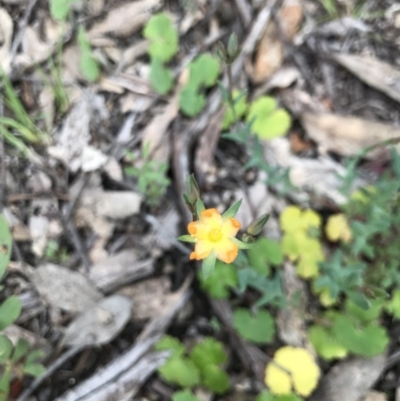 Hypericum gramineum (Small St Johns Wort) at Holt, ACT - 26 Oct 2020 by MattFox