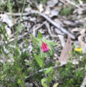 Echium plantagineum at Holt, ACT - 27 Oct 2020