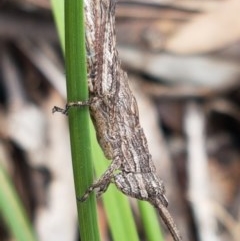 Coryphistes ruricola (Bark-mimicking Grasshopper) at Aranda Bushland - 26 Oct 2020 by trevorpreston