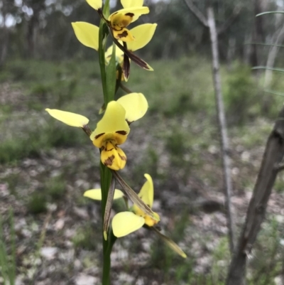 Diuris sulphurea (Tiger Orchid) at Holt, ACT - 26 Oct 2020 by MattFox