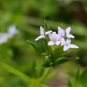 Sherardia arvensis at Holt, ACT - 27 Oct 2020