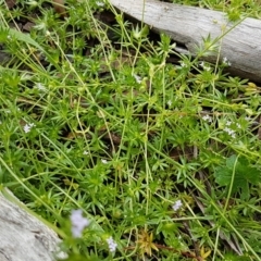 Sherardia arvensis at Holt, ACT - 27 Oct 2020