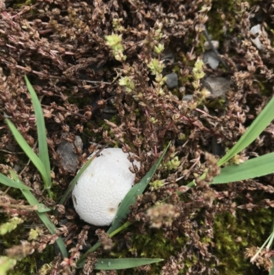 Unidentified Puffball & the like at Aranda Bushland - 27 Oct 2020 by MattFox