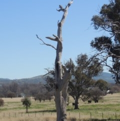 Eucalyptus sp. (dead tree) (Dead Hollow-bearing Eucalypt) at Gordon, ACT - 14 Sep 2020 by michaelb