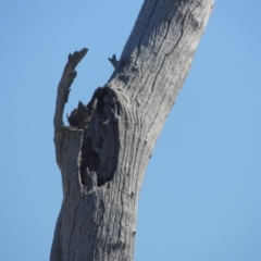 Eucalyptus sp. (dead tree) at Gordon, ACT - 14 Sep 2020