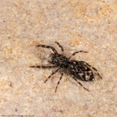 Salticidae (family) (Unidentified Jumping spider) at Macgregor, ACT - 26 Oct 2020 by Roger