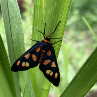 Amata nigriceps (A Handmaiden moth) at Black Range, NSW - 27 Oct 2020 by Steph H