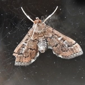 Nacoleia rhoeoalis at Wanniassa, ACT - 27 Oct 2020