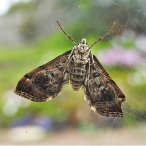 Nacoleia rhoeoalis at Wanniassa, ACT - 27 Oct 2020