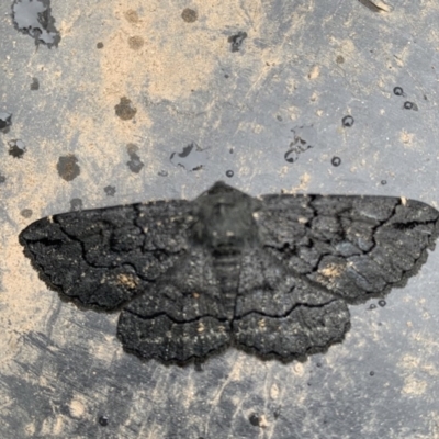 Melanodes anthracitaria (Black Geometrid) at Black Range, NSW - 27 Oct 2020 by Steph H