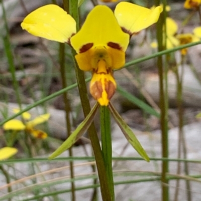 Diuris sulphurea (Tiger Orchid) at Flea Bog Flat, Bruce - 26 Oct 2020 by JVR