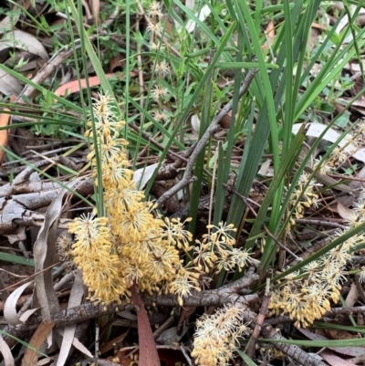 Lomandra multiflora (Many-flowered Matrush) at Flea Bog Flat, Bruce - 26 Oct 2020 by JVR