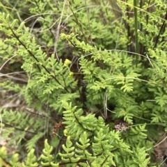 Cheilanthes sieberi (Rock Fern) at Mount Ainslie to Black Mountain - 27 Oct 2020 by TimYiu