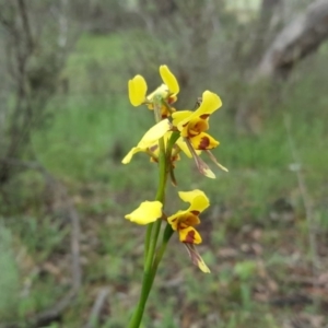 Diuris sulphurea at Isaacs Ridge - 26 Oct 2020