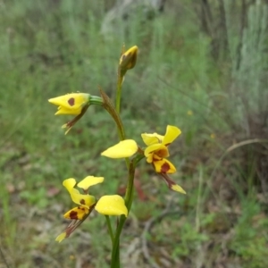 Diuris sulphurea at Isaacs Ridge - 26 Oct 2020