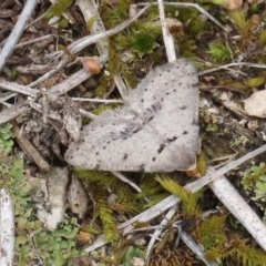 Taxeotis exsectaria (Ochre-headed Taxeotis) at Theodore, ACT - 27 Oct 2020 by Owen