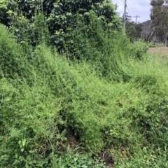 Galium aparine (Goosegrass, Cleavers) at Hackett, ACT - 26 Oct 2020 by cmobbs