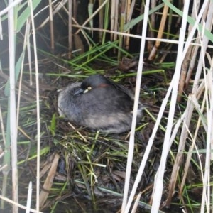 Tachybaptus novaehollandiae at Lyneham, ACT - 26 Oct 2020